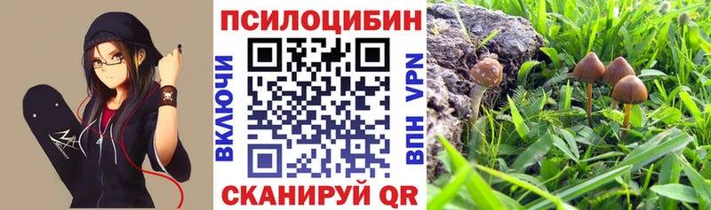 как найти закладки  Кировск  Галлюциногенные грибы Psilocybine cubensis 